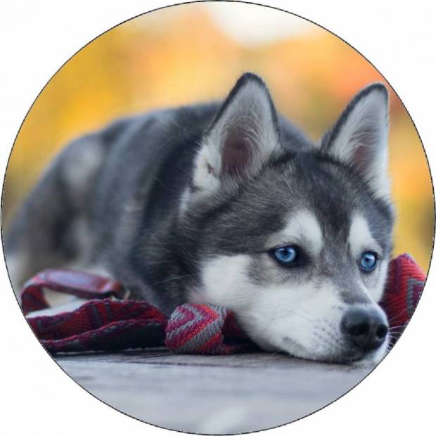 Jedlý papír štěně husky ležící na zemi 19,5 cm