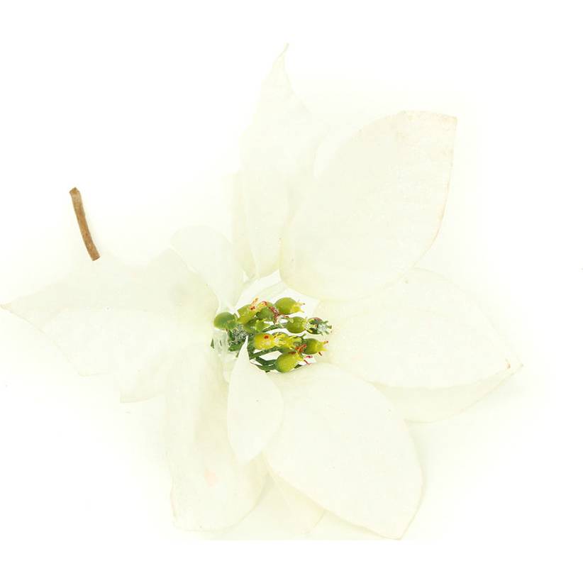 Fotografie Květina umělá vazbová. Vánoční růže, poinsécie , barva bílá zasněžená VK-1224 Art